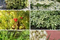 30 Must-Have Evergreen Shrubs and Trees for Any Garden