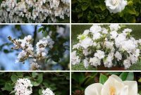 Stunning White Shrubs for an Elegant Garden
