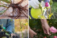 Secrets to a Thriving Rose Garden