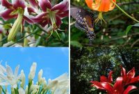 Transform Your Garden with Breathtaking Lilies