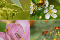 11 Natural Pest Control Powerhouses for Your Garden