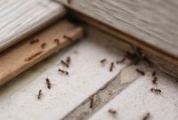 Effortlessly Eliminate Ants While You Sleep