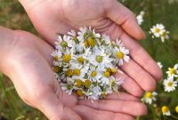 14 Healing Herbs Grow Delicious Medicine