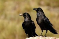 Gentle Solutions for a Crow Free Lawn