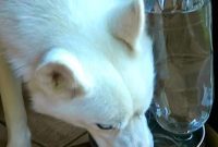 Hydrate Hands-Free: Your DIY Auto-Fill Pet Water System