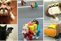 24 Halloween Pet Costumes That Will Make You Jealous