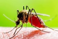 Homemade Hacks for Mosquito-Free Living