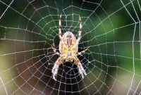 Reclaim Your Home: DIY Spider Elimination Hacks