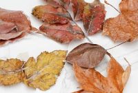 Preserving Autumn’s Vibrant Hues