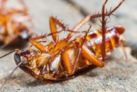 Naturally Eliminate Cockroaches for Good