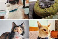 21 Adorable DIY Cat Collar Designs You Can Craft