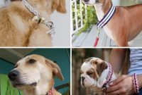 34 Creative Canine Collar Projects
