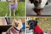 Cozy Knit Dog Sweater Designs