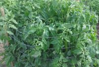 Unlock Giant Tomato Harvests: 10 Steps to 50 to 80 Pounds Per Plant