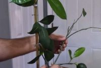Mastering Lemon Cultivation for Abundant Harvests