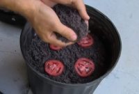 The Smartest Way to Grow Tomato Seedlings