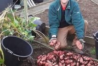 Small Space Potato Growing Towers Bins and Containers for Big Yields
