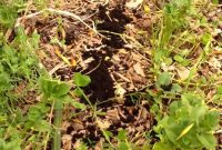 The Hidden Power of Coffee Grounds in Your Garden
