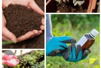 Transform Your Garden with Homemade Organic Fertilizers