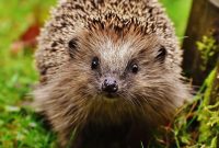 Hedgehog Heroes: Natural Slug and Snail Control in Your Garden