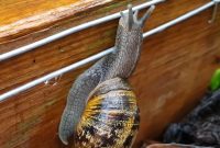 The Humane Way to Fence Out Slugs and Snails