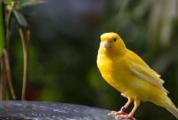 Transform Your Garden with 20 Easy DIY Bird Bath Projects
