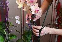 Expert Tips for Stunning Orchids