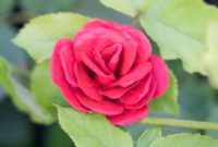 Craft Exquisite Roses from Recycled Egg Cartons