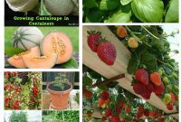 35 Effortless Fruits, Veggies & Herbs for Your Container Garden