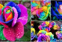 DIY Rainbow Roses: Step-by-Step Tutorial