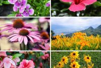 110 Enduring Perennials for Years of Vibrant Blooms