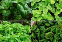 Harvest Forever: 15 Perennial Vegetables and Herbs