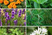 Banish Bites: 10 Plants for a Mosquito-Free Oasis