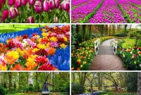 A Sea of 7 Million Blooms Netherlands Grandest Gardens in 50 Photos