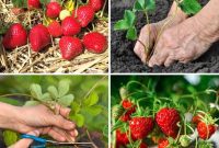Achieve Perfect Strawberries: 27 Essential Gardening Tips