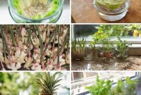 27 Plants and Fruits That Thrive in Water
