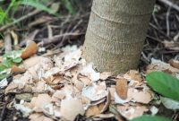 9 Genius Eggshell Hacks for a Thriving Garden