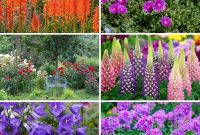 20 Radiant Perennials for Non-Stop Garden Color