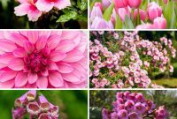 Eternal Bloom: 32 Pink Perennials for a Perpetually Vibrant Garden