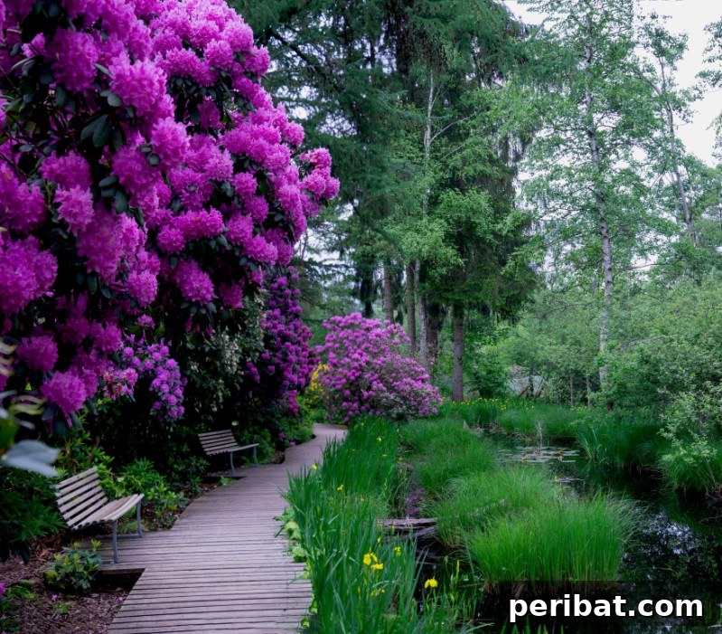Rhododendron bush blooming with large, vibrant purple flowers.