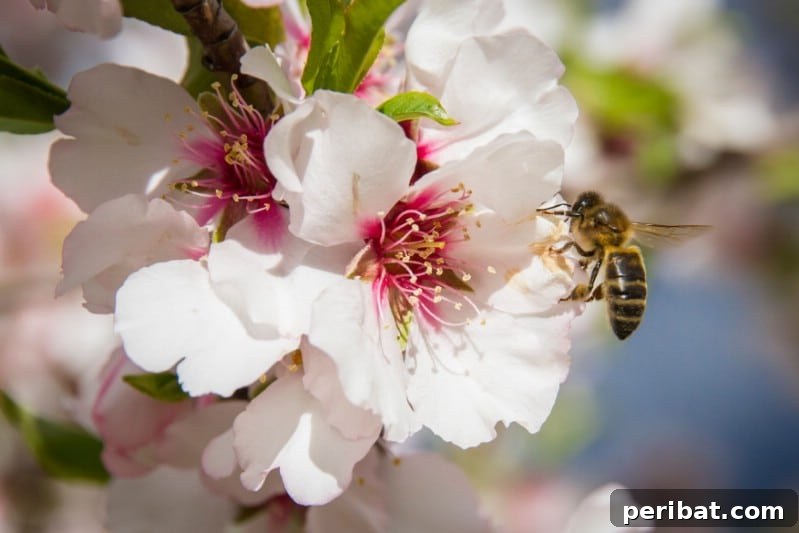 Flowering Almond shrub covered in delicate pink, fluffy flowers.