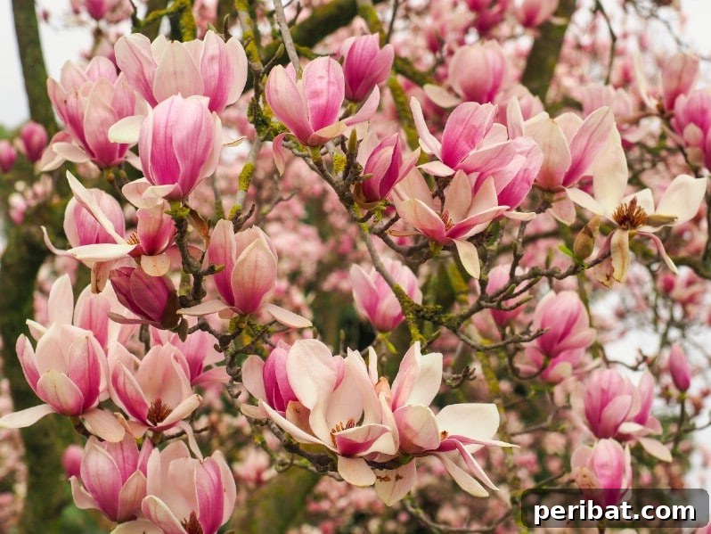 Saucer Magnolia tree displaying large, cup-shaped pink and white flowers.