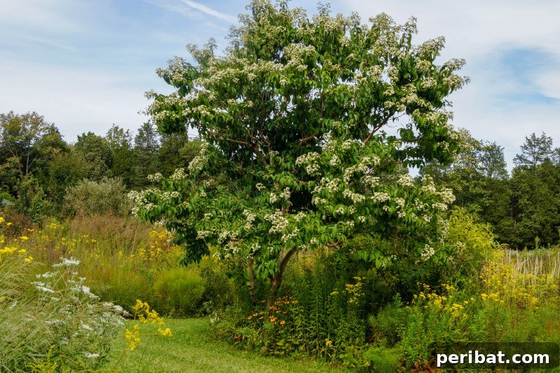 Seven-Son Flower tree with clusters of small white flowers and light pink bases.