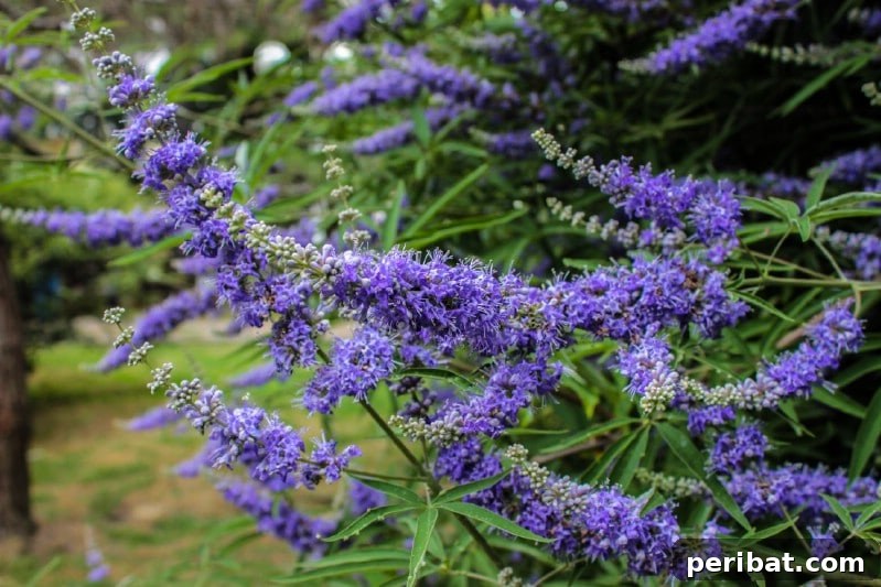 Chaste Tree displaying spiky pale purple flowers and aromatic leaves.