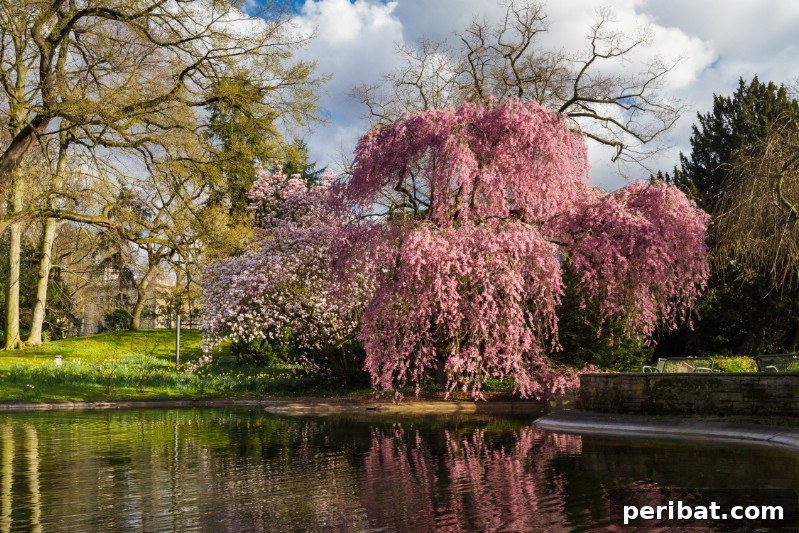 Higan Cherry tree with delicate blush pink blossoms in spring.