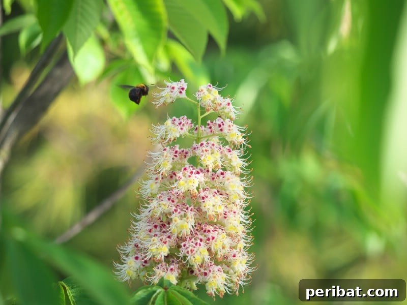 Japanese Horse Chestnut with large leaves and upright white flower spikes.