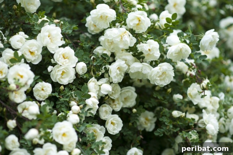 Shrub Rose bush with multiple vibrant pink blooms.