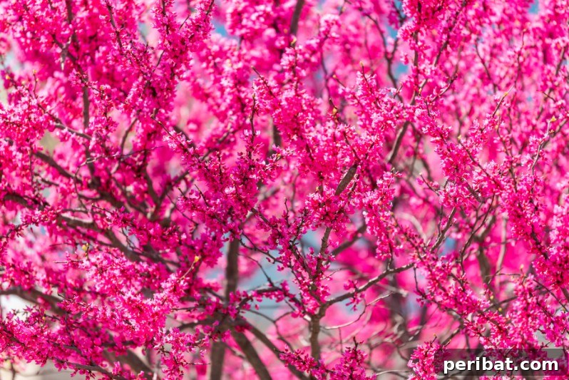 Oklahoma Redbud tree with deep red-pink blossoms and glossy heart-shaped leaves.