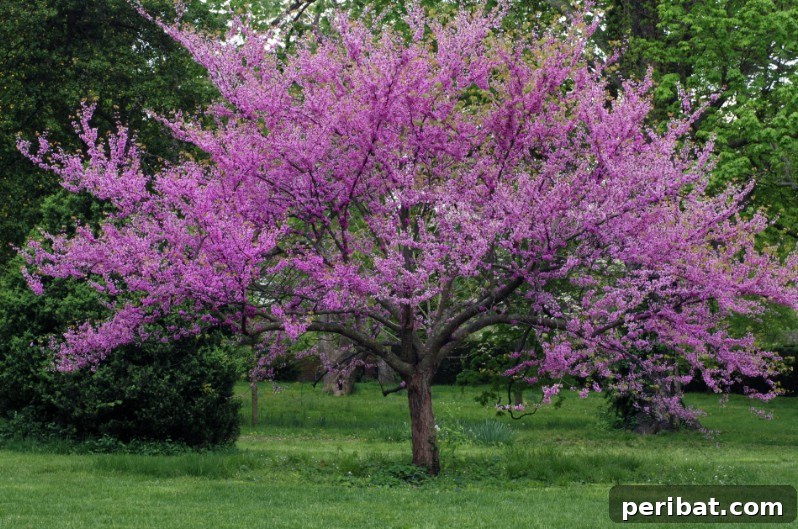 Eastern Redbud tree displaying its vibrant pink flowers in early spring.