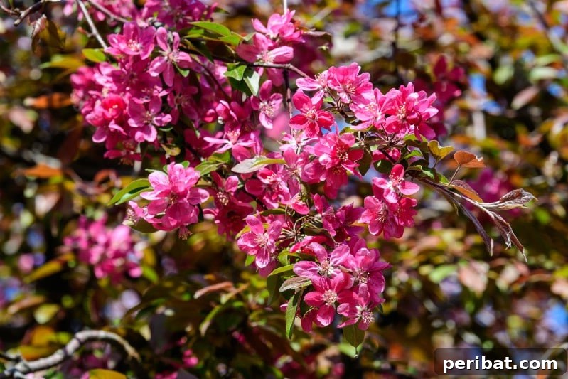Flowering Crabapple tree adorned with vibrant pink and white blossoms.